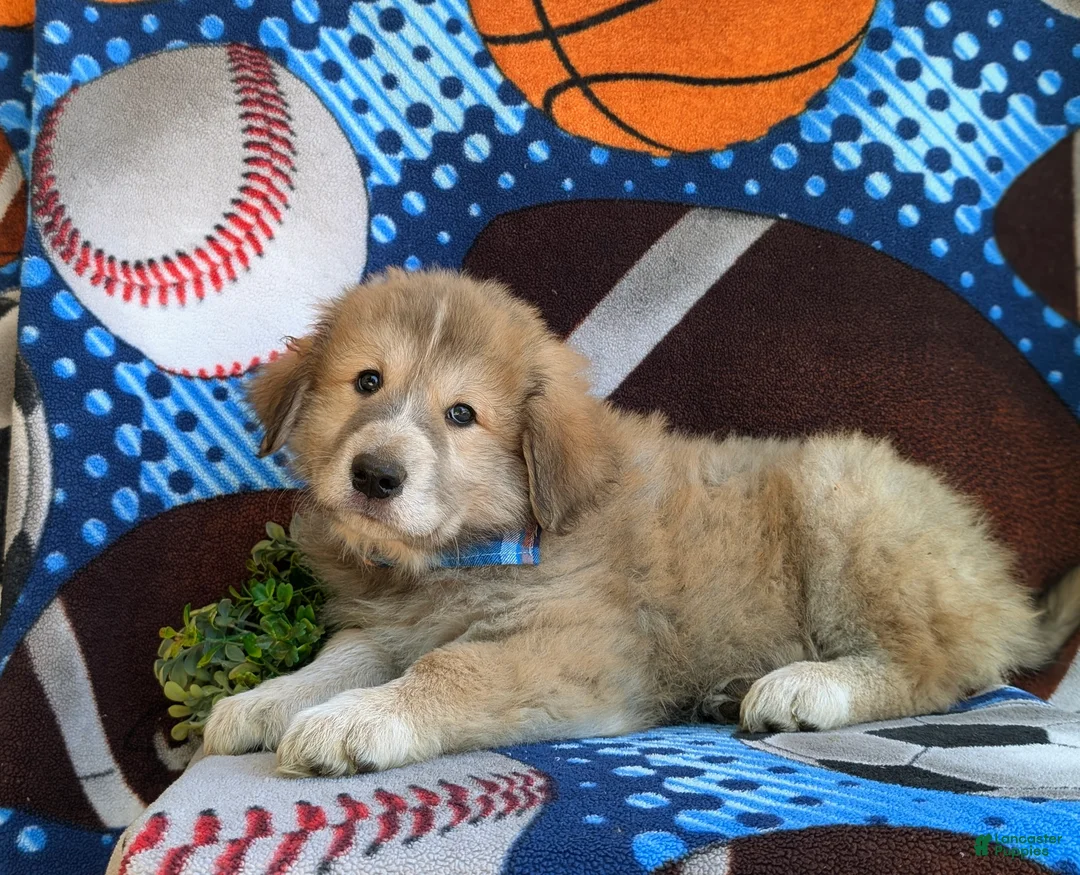 Mixed Breed dogs for sale: Mitchell - Ad 2