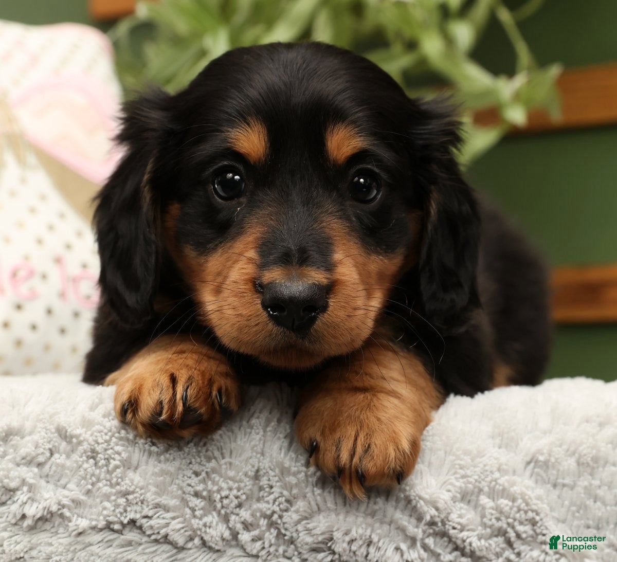 Miniature Dachshund dogs Teddy - Ad 9