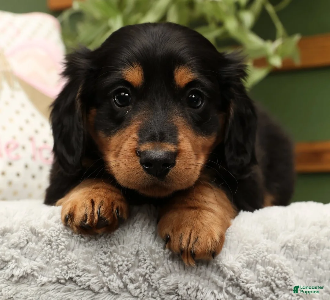 Miniature Dachshund dogs for sale: Teddy - Ad 1