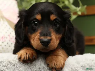 Miniature Dachshund dogs Teddy - Ad 9