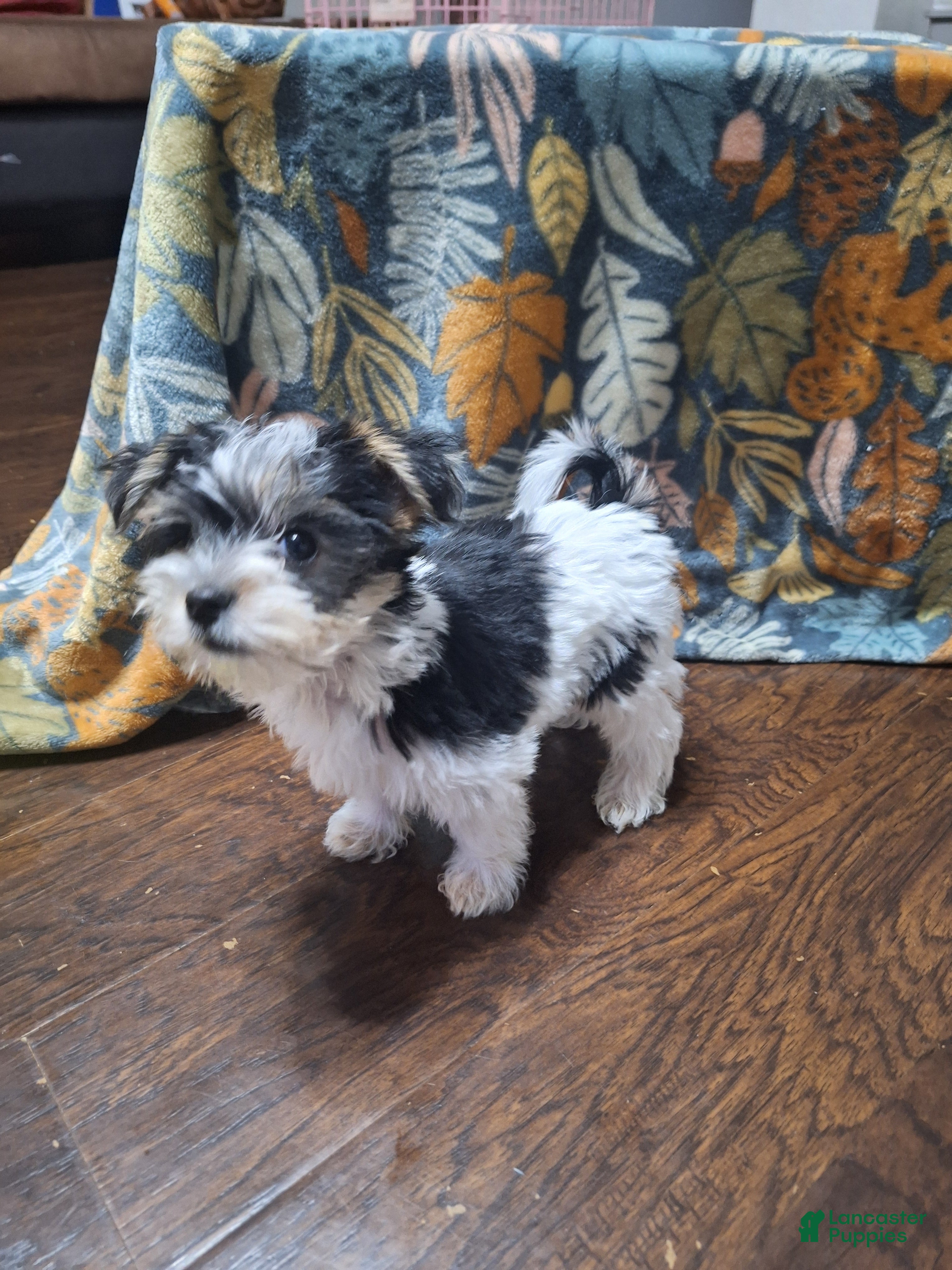 Yorkshire Terrier dogs Kai - Ad 11