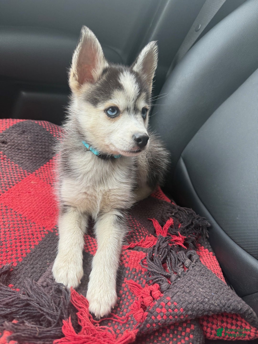 Pomsky dogs for sale: Ace - Ad 3
