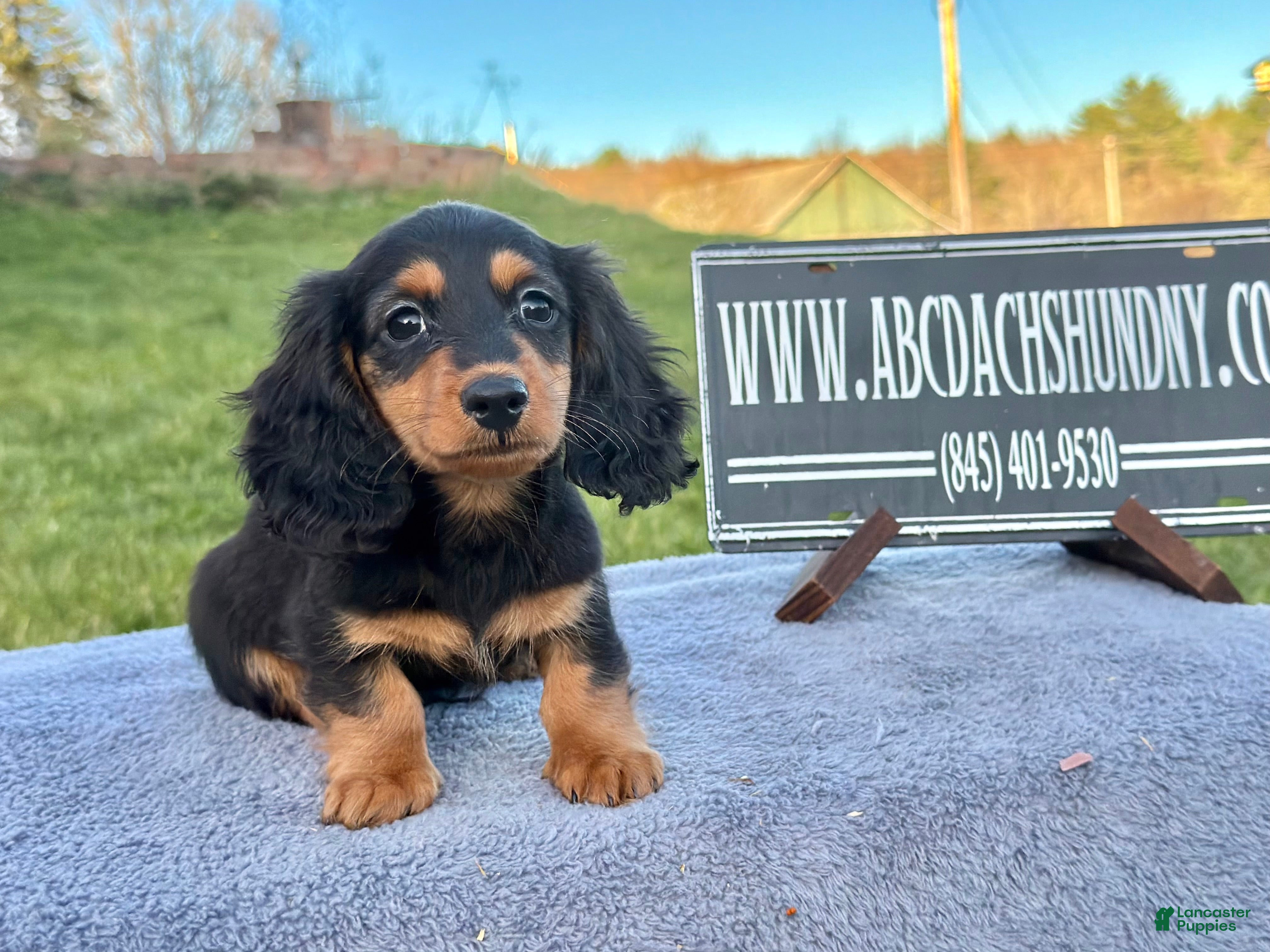 Miniature Dachshund dogs Russian  - Ad 16