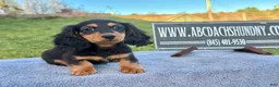 Miniature Dachshund dogs for sale: Russian  - Ad 1