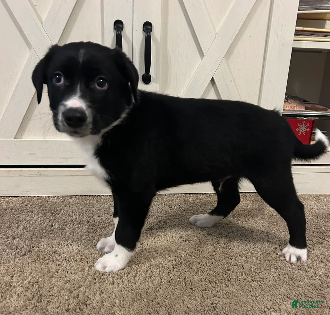 Mixed Breed dogs for sale: Rip - Ad 3