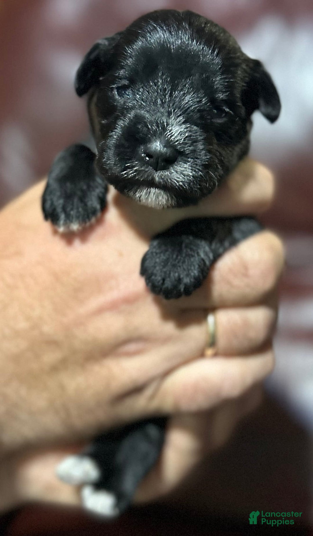 Miniature Schnauzer dogs for sale: Cory - Ad 10