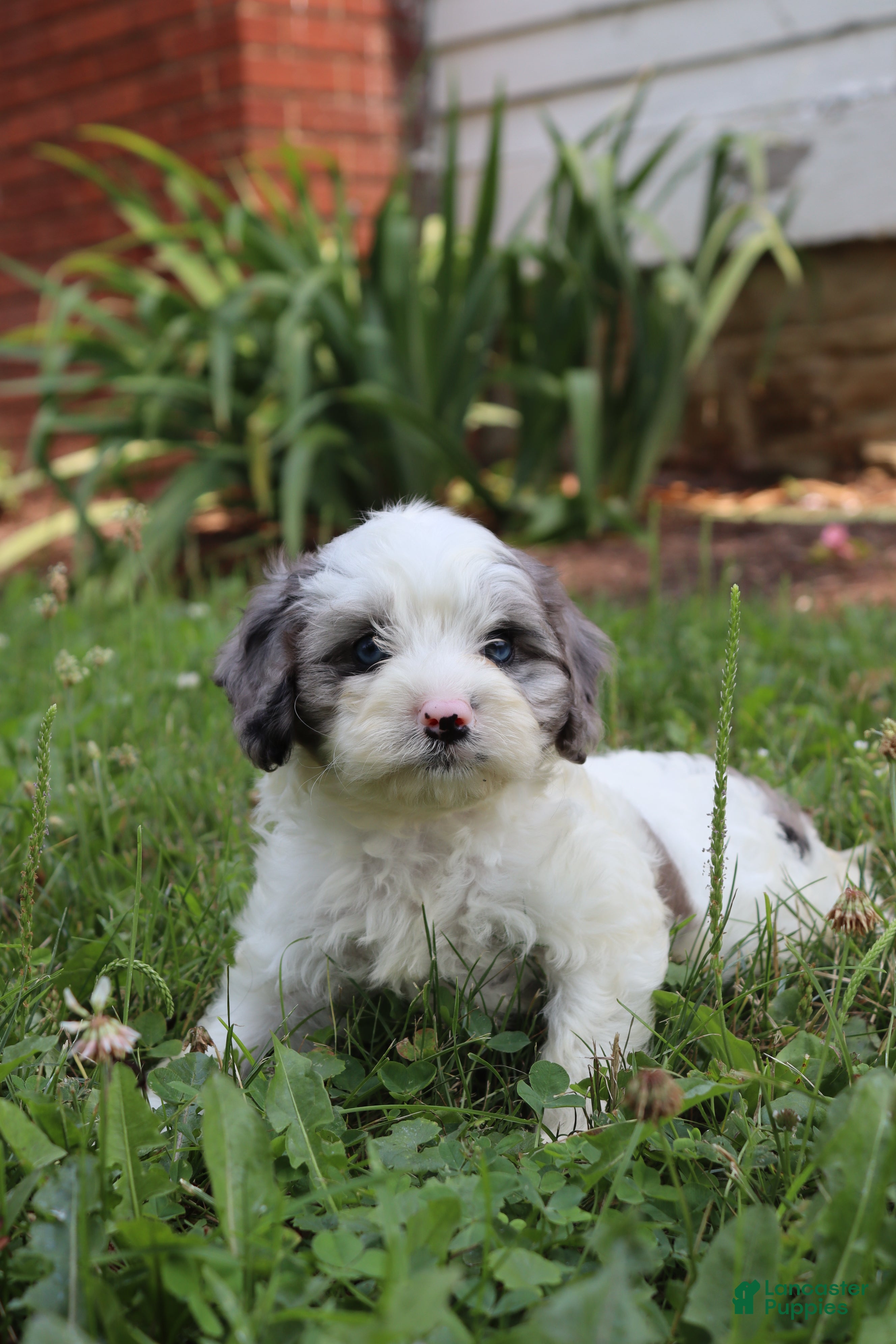 Cavapoo dogs Marden - Ad 1