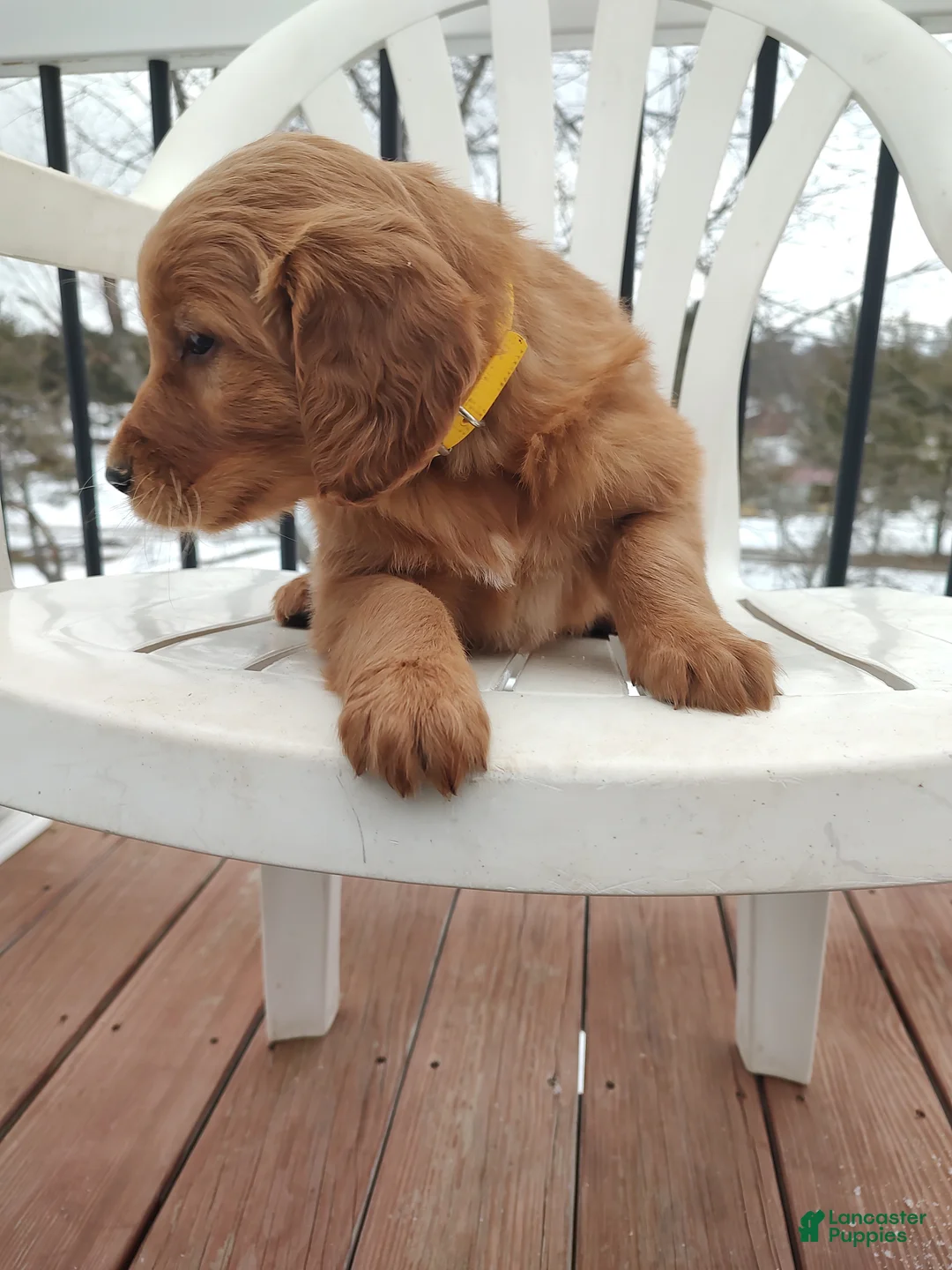 Mixed Breed dogs for sale: Buster  - Ad 7