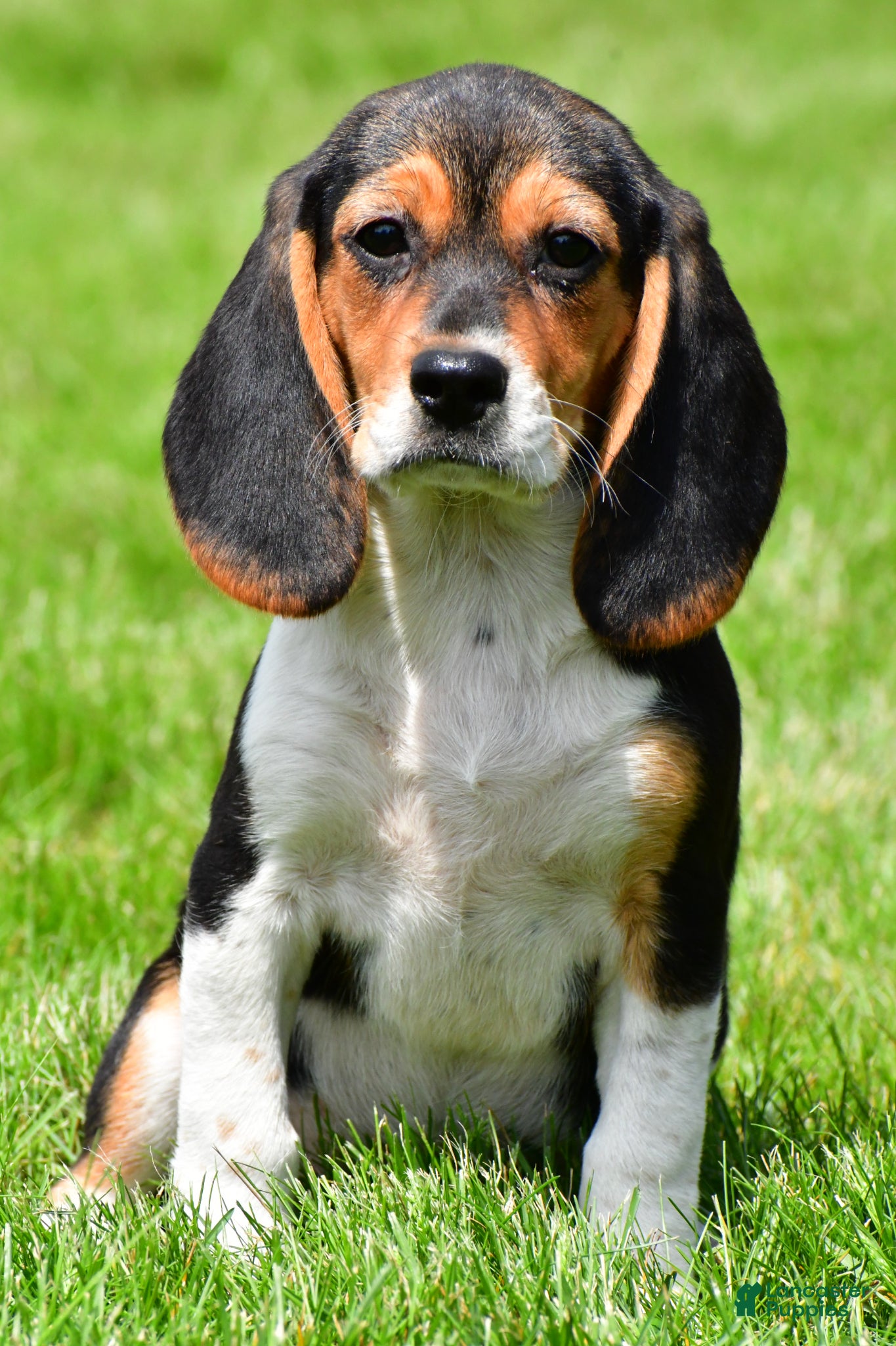 Beagle dogs Goldie - Ad 1
