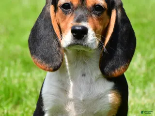 Beagle dogs for sale: Goldie - Ad 4