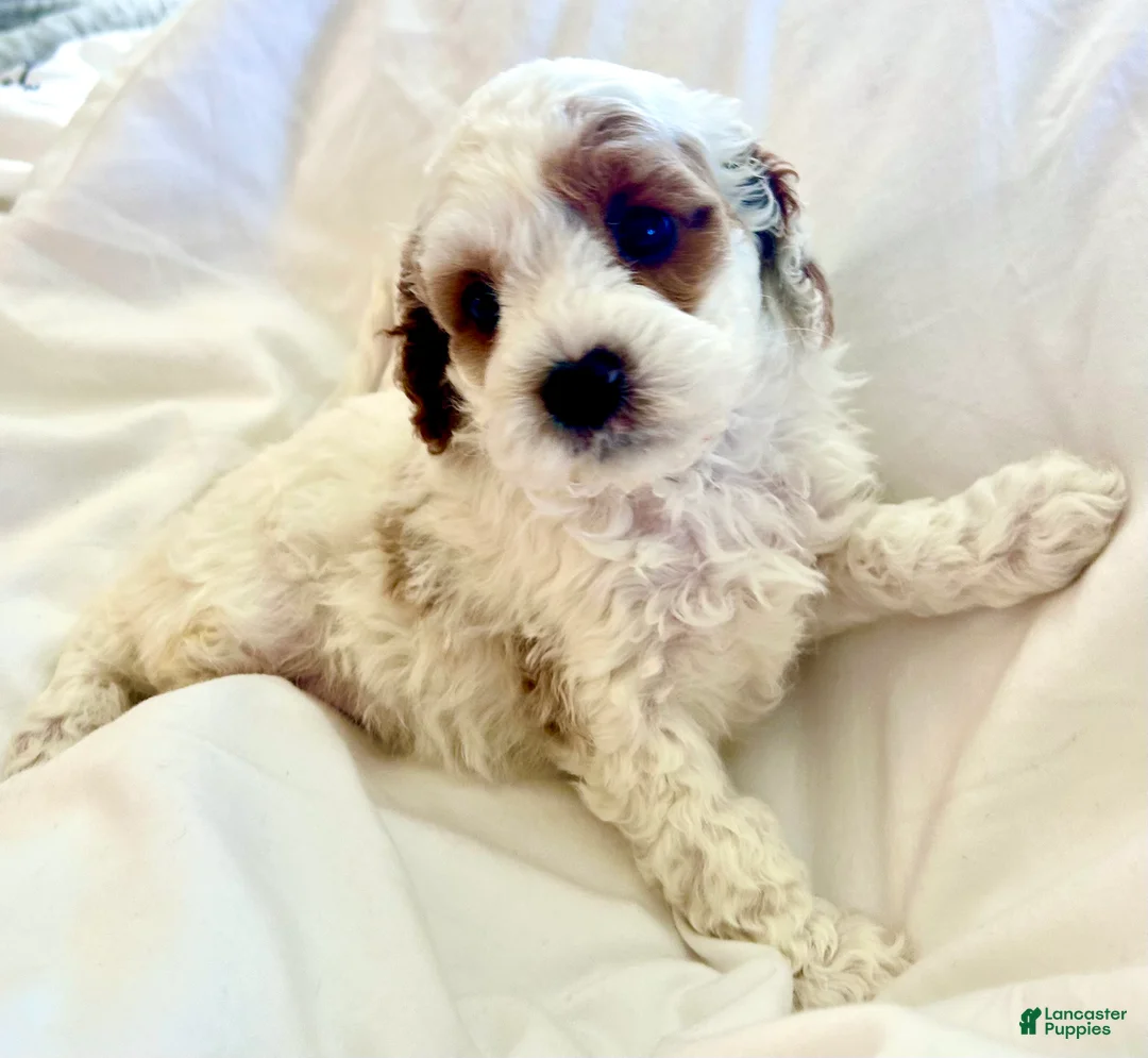 Cavapoo dogs for sale: Lucky 🍀  - Ad 1