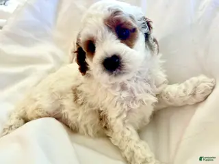 Cavapoo dogs for sale: Lucky 🍀 - Ad 2