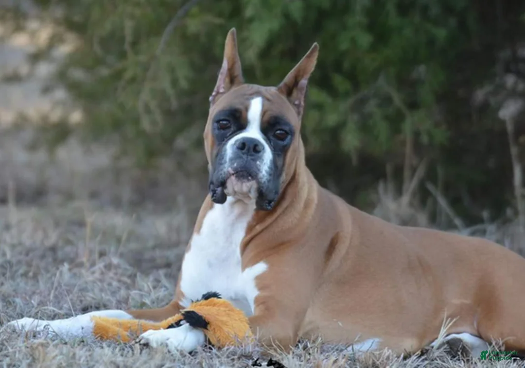 Boxer dogs for sale: Boon - Ad 6