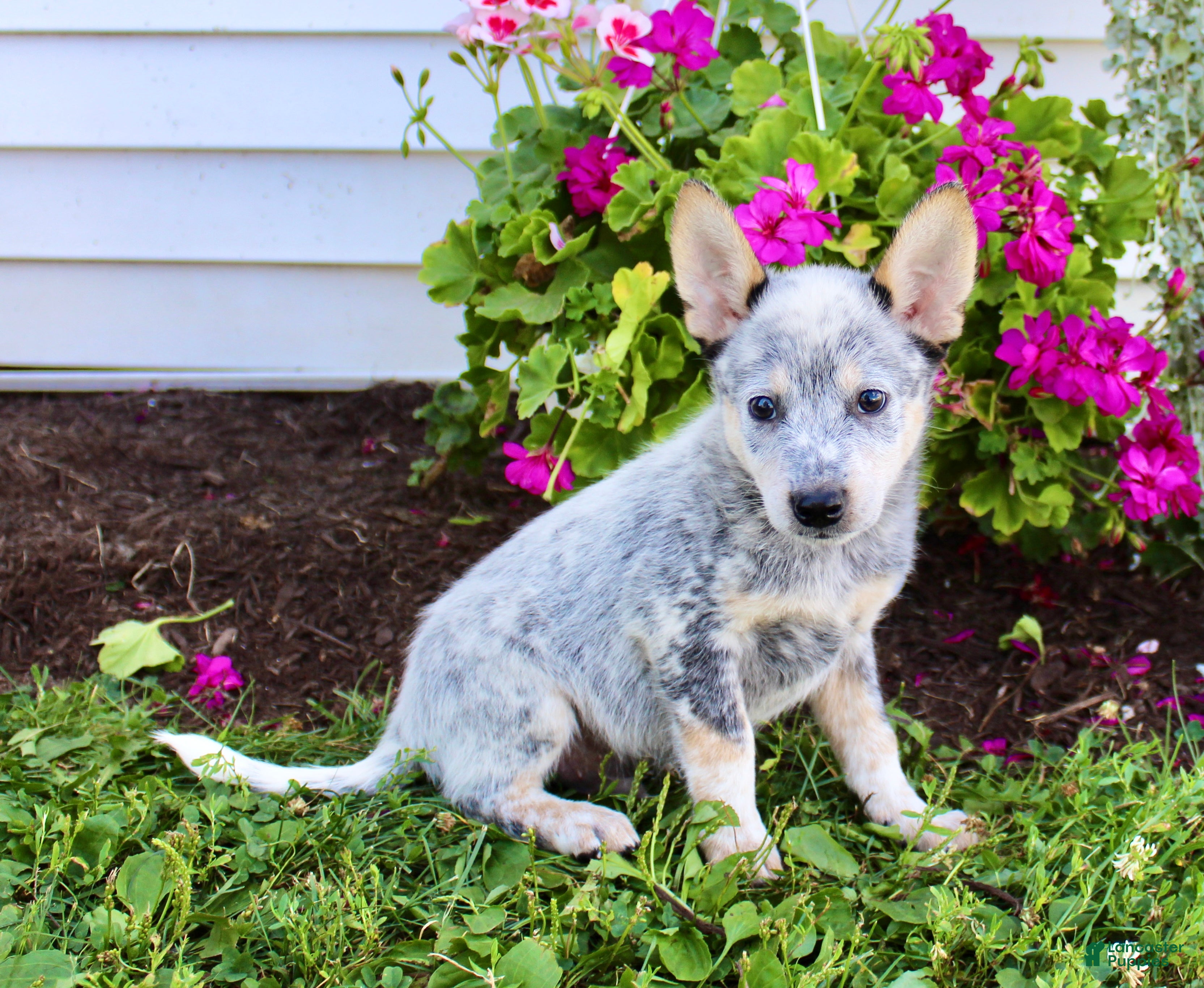 10 Week Old Blue Heeler Border Collie Mix Catahoula Blue Heeler
