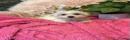 Maltese dogs for sale: Trinity - Ad 7