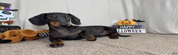 Miniature Dachshund dogs for sale: Miniature Dachshund 2 - Ad 2
