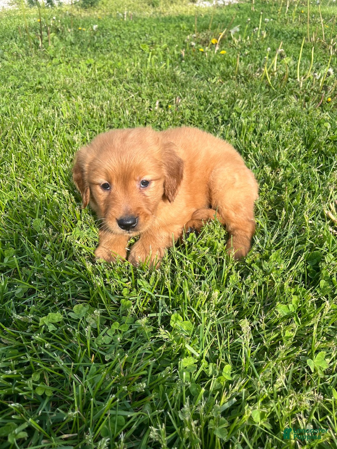 Golden Retriever dogs for sale: James - Ad 3