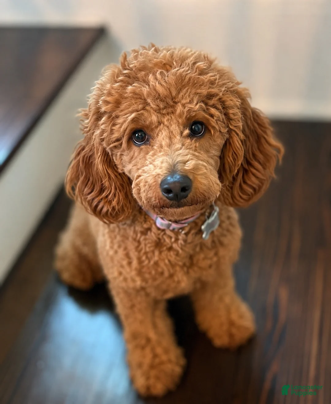 Mini Goldendoodle dogs for sale: Mini Goldendoodle 1 Sweet Cream  - Ad 2