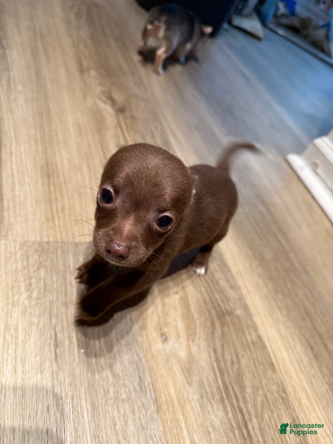 Chihuahua dogs for sale: Apollo - Ad 2
