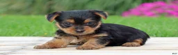 Yorkshire Terrier dogs for sale: Tia - Ad 4