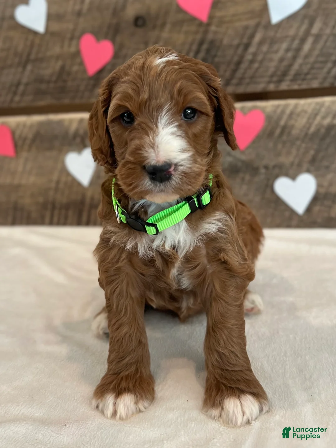 Irish Doodle dogs for sale: Theodore - Ad 7