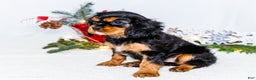 Cavalier King Charles Spaniel dogs for sale: Tinsel - Ad 4