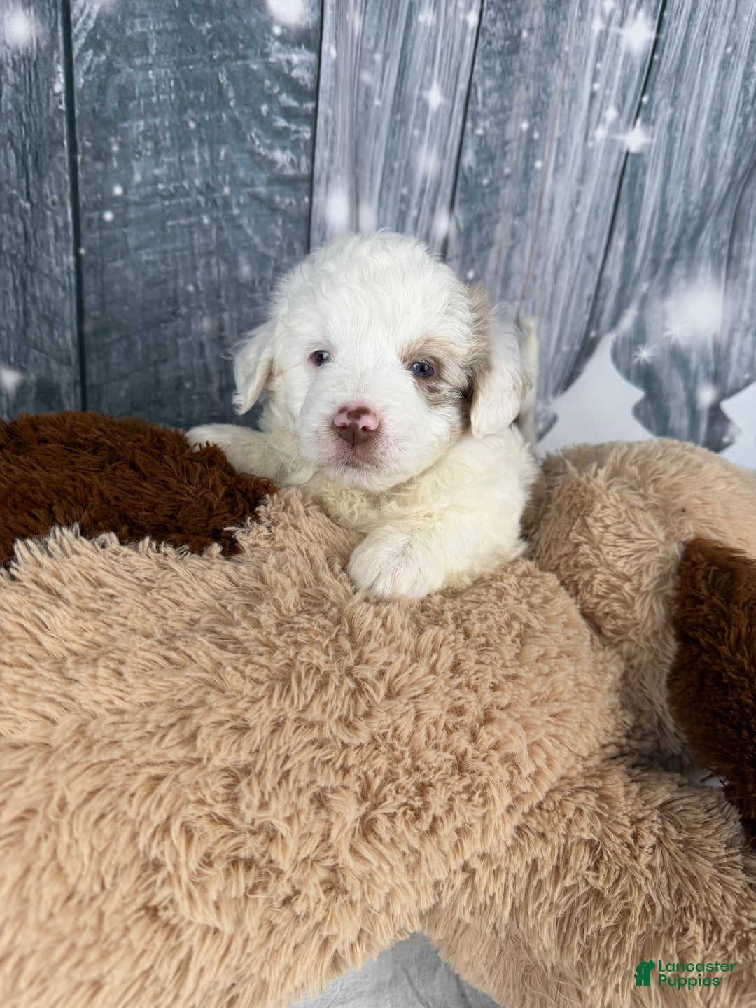 Aussiedoodle dogs for sale: Hayden - Ad 11
