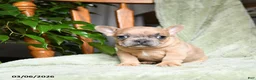 French Bulldog dogs for sale: Asher - Ad 3