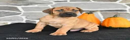 Mixed Breed dogs for sale: Sarge - Ad 2