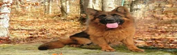 German Shepherd dogs for sale: Oliver  - Ad 7