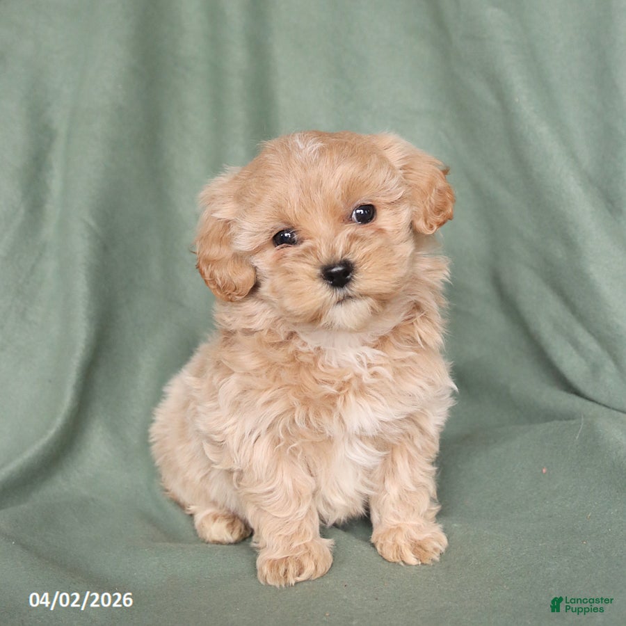 Maltipoo dogs Harper - Ad 1