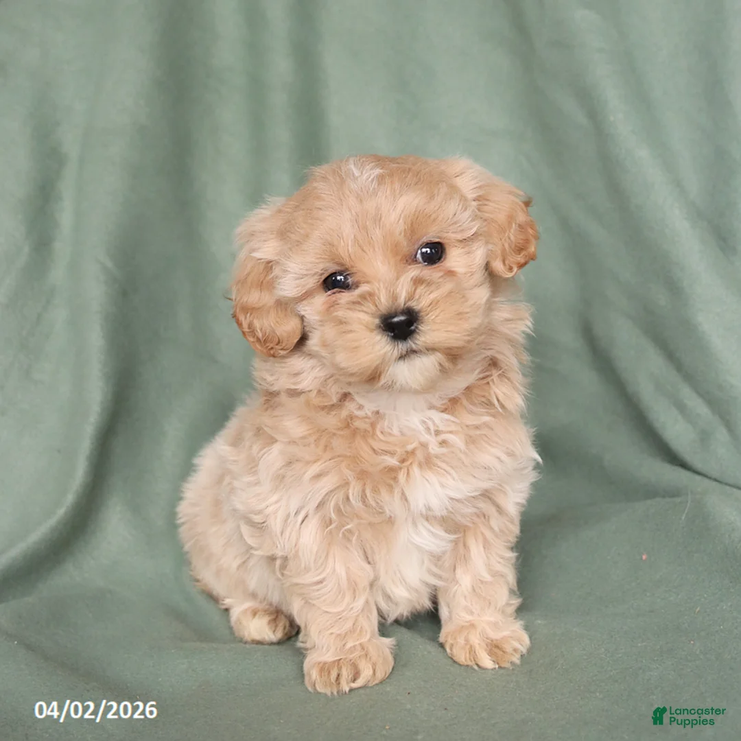Maltipoo dogs for sale: Harper - Ad 1