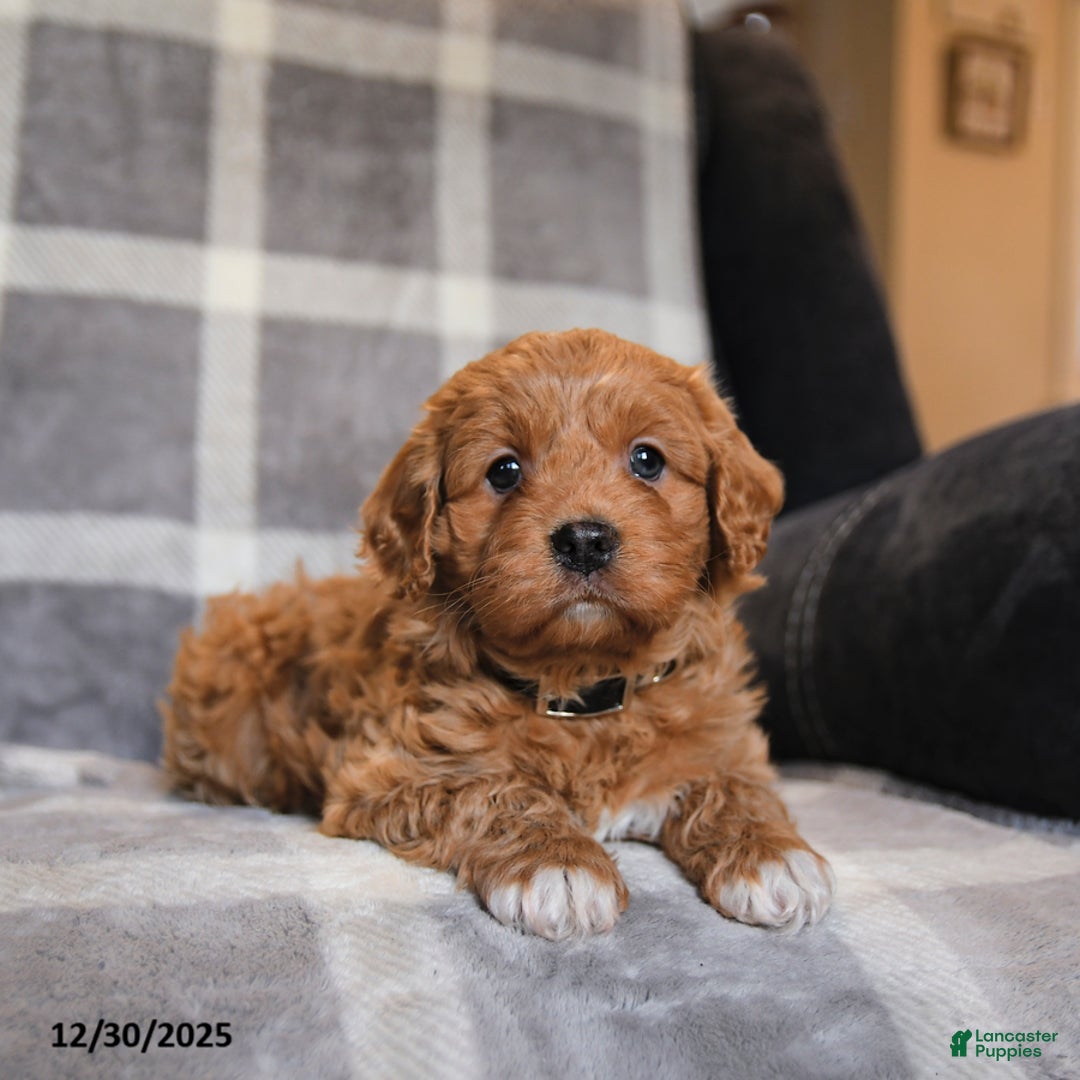 Cavapoo dogs for sale: Ruby - Ad 2