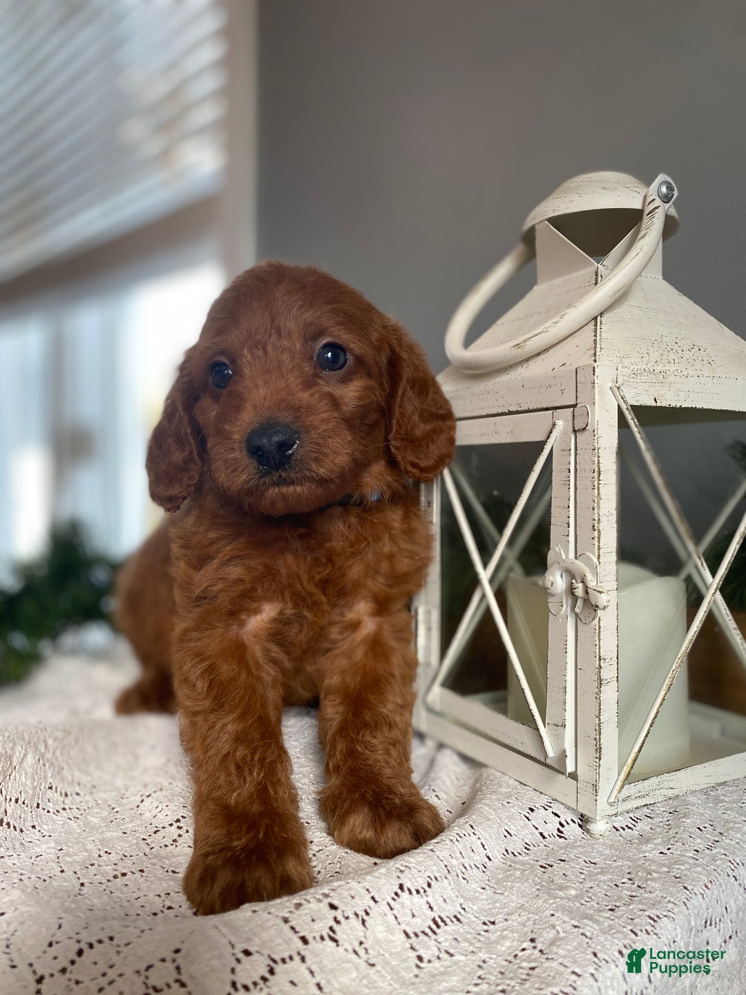 Mixed Breed dogs for sale: Mistletoe  - Ad 3