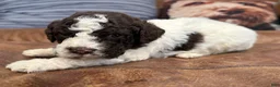 Lagotto Romagnolo dogs for sale: Light blue collar Male - Ad 3