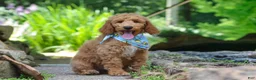 Standard Poodle dogs for sale: Leo - Ad 5