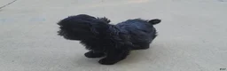 Shih Tzu dogs for sale: Sable - Ad 20