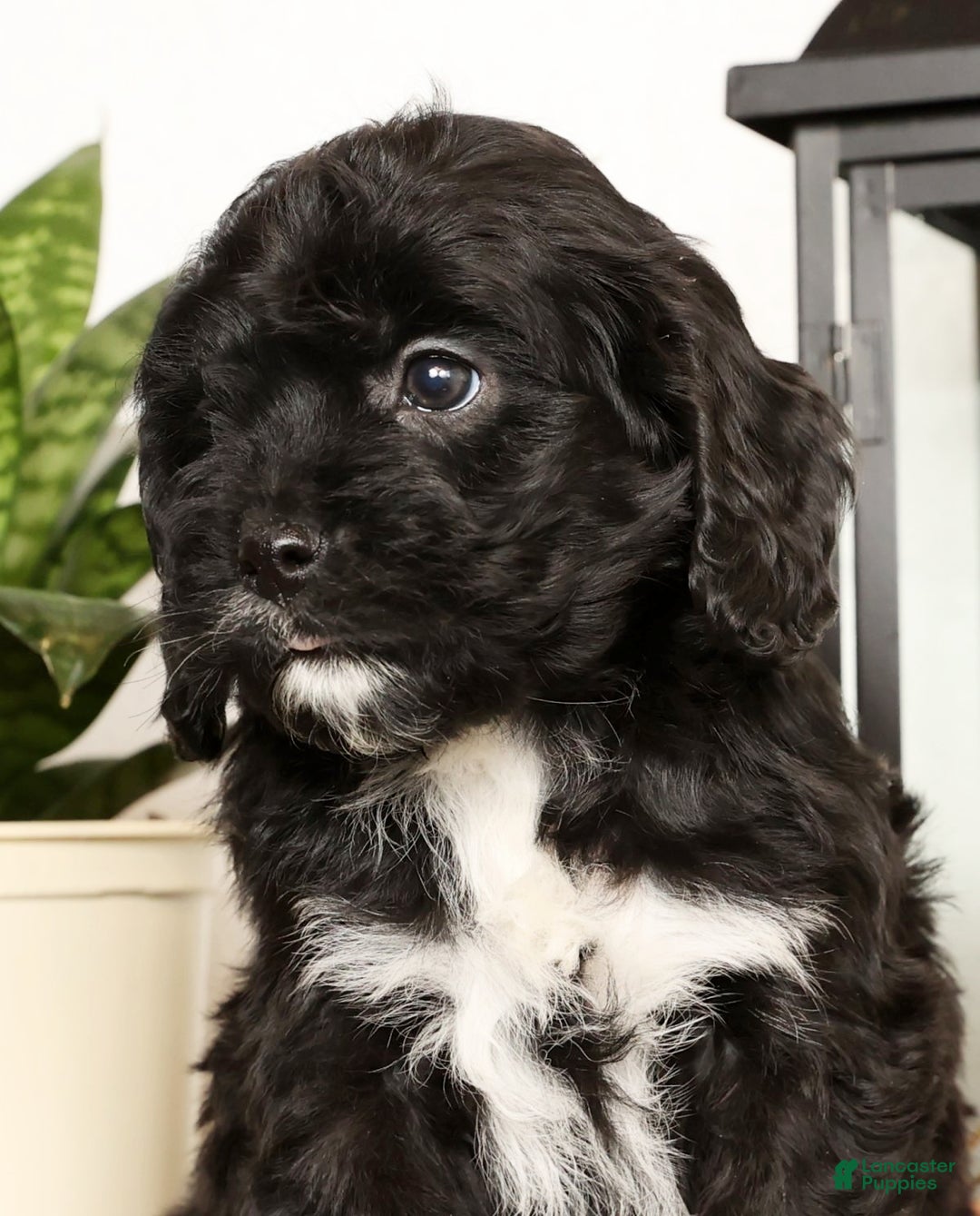 Cavapoo dogs for sale: Sasha - Ad 8