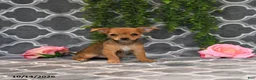 Chorkie dogs for sale: Kara - Ad 4