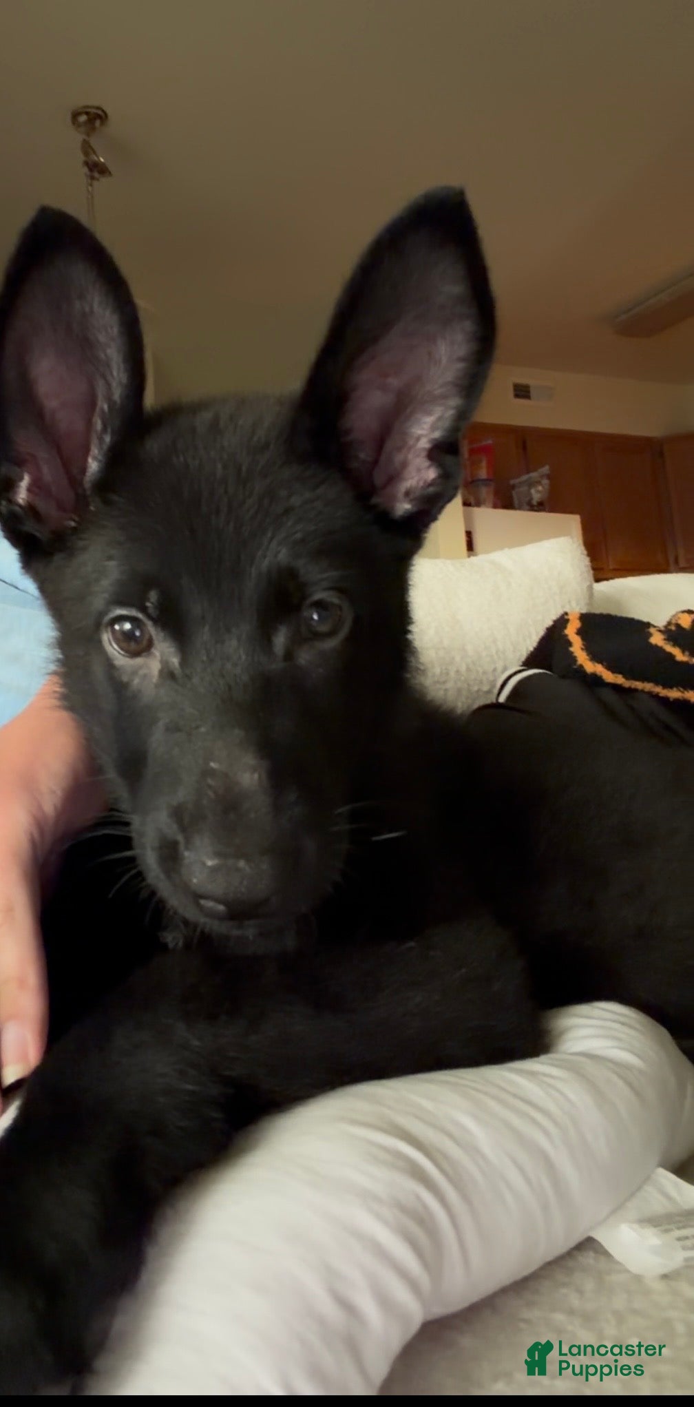 German Shepherd dogs German Shepherd 1 - Ad 1