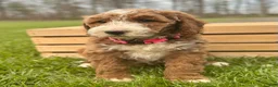 Irish Doodle dogs for sale: Adele - Ad 7