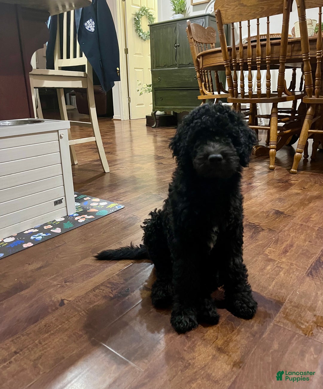Mixed Breed dogs for sale: Doubledoodle Female Puppy - Ad 4