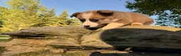 Welsh Corgi Pembroke dogs for sale: Teddy - Ad 14