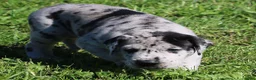 Great Dane dogs for sale: Great Dane 2 - Ad 5
