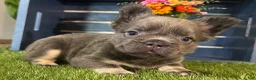 French Bulldog dogs for sale: Gabbie - Ad 4