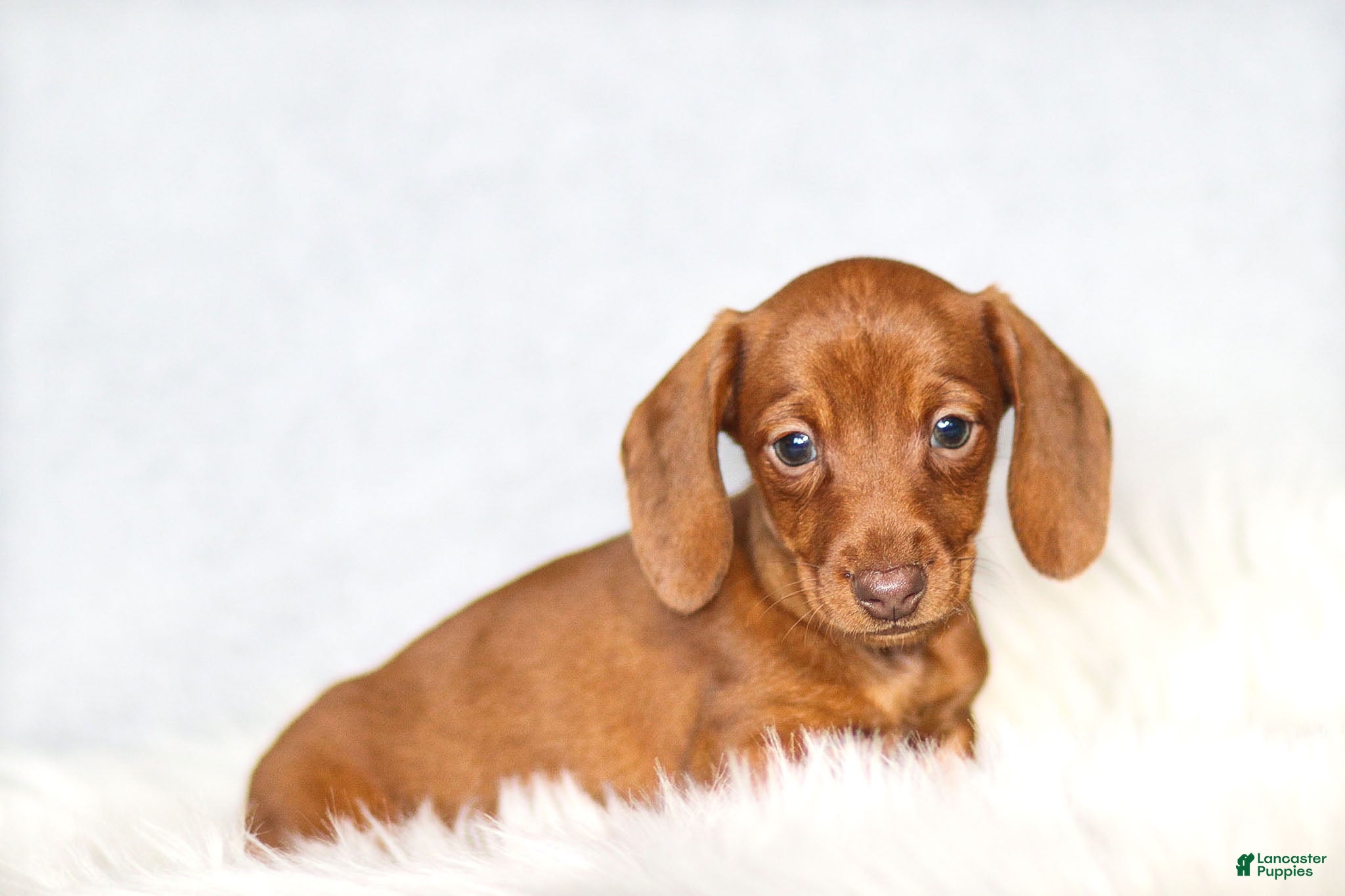 Miniature Dachshund dogs Clara - Ad 2