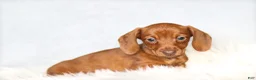 Miniature Dachshund dogs for sale: Clara - Ad 2