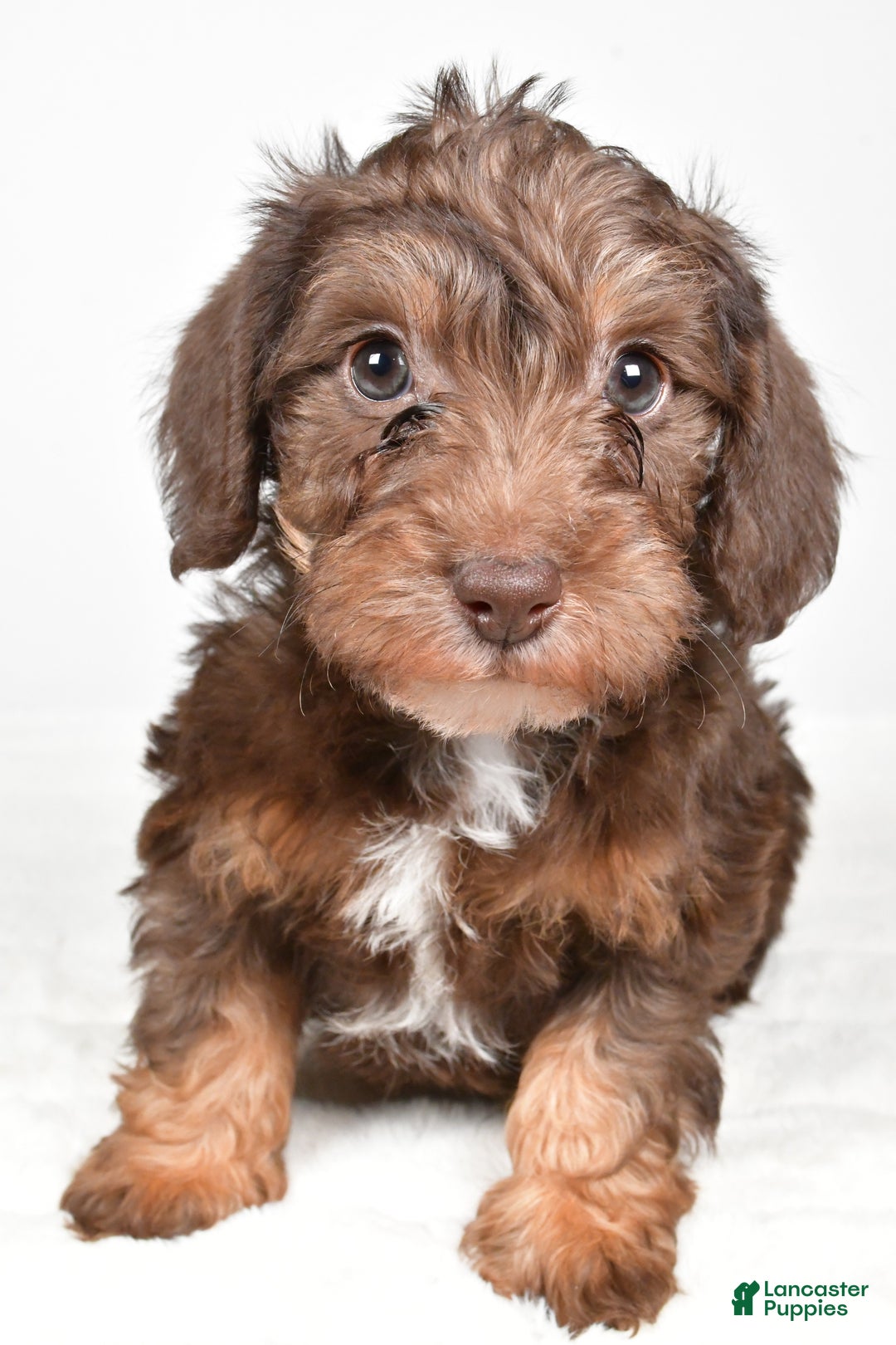 Mixed Breed dogs for sale: Pluto - Ad 4