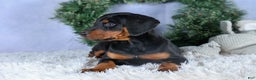 Doberman Pinscher dogs for sale: TINA - Ad 2