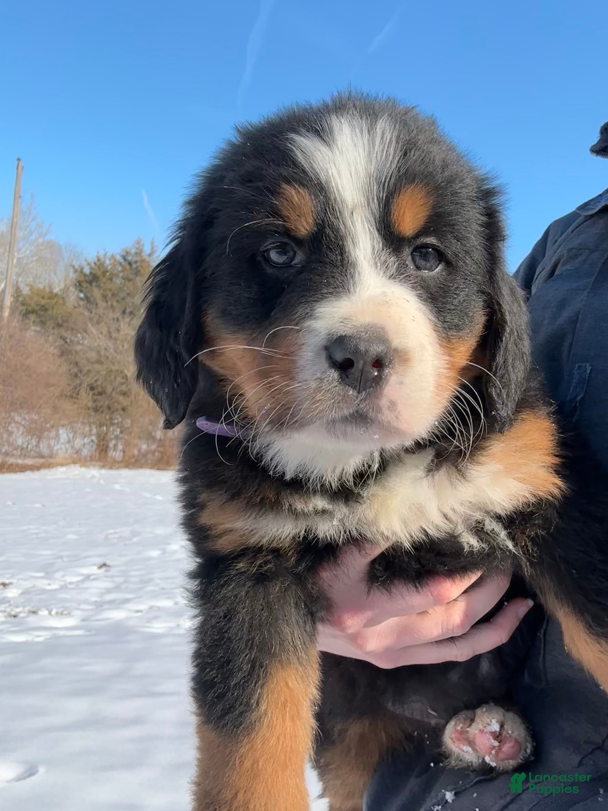 Bernese Mountain Dog dogs Serena - Ad 36